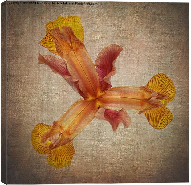  Iris hollandica 2 Canvas Print by Robert Murray