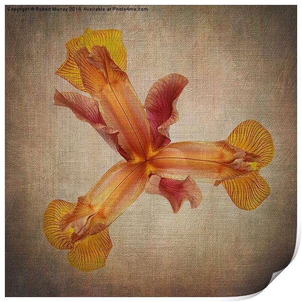  Iris hollandica 2 Print by Robert Murray