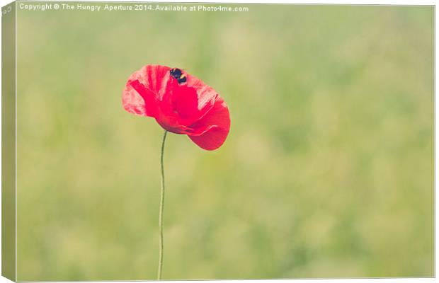 Poppy with a Bee Canvas Print by Stef B