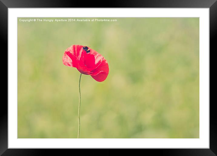 Poppy with a Bee Framed Mounted Print by Stef B