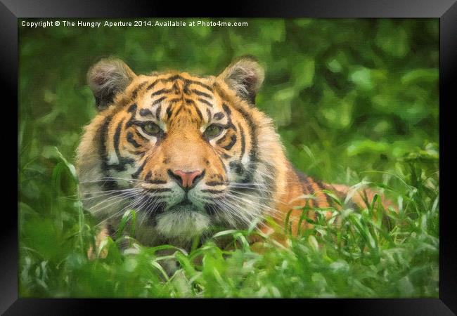 Tiger cub Framed Print by Stef B