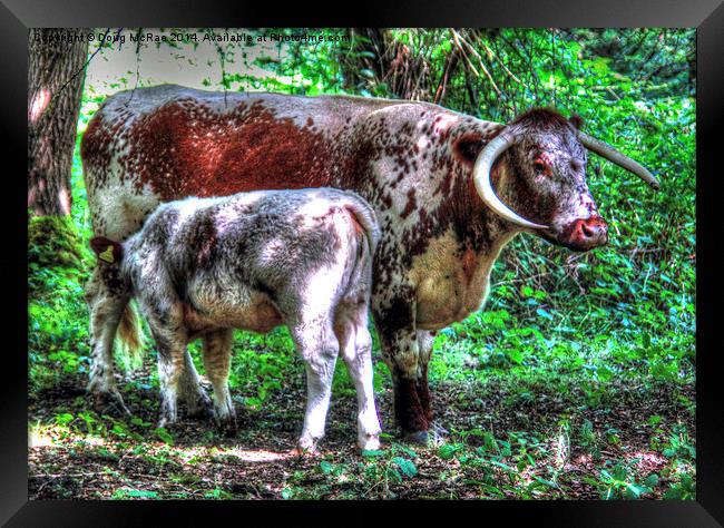  English Longhorn cow and calf Framed Print by Doug McRae