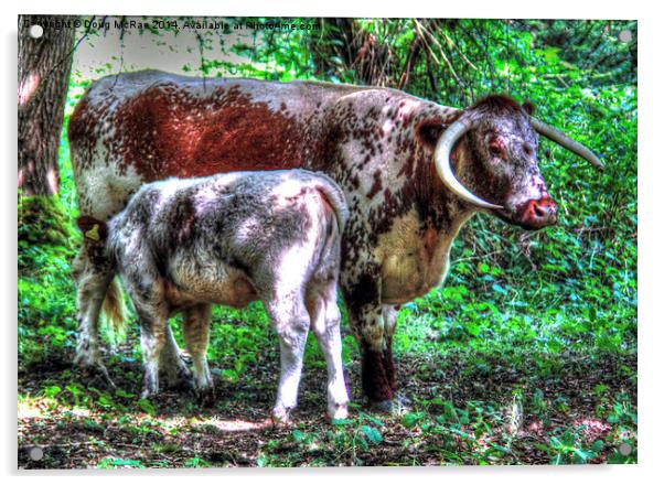  English Longhorn cow and calf Acrylic by Doug McRae