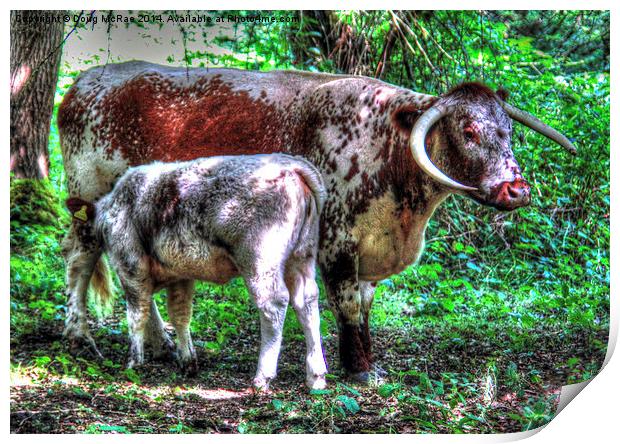  English Longhorn cow and calf Print by Doug McRae