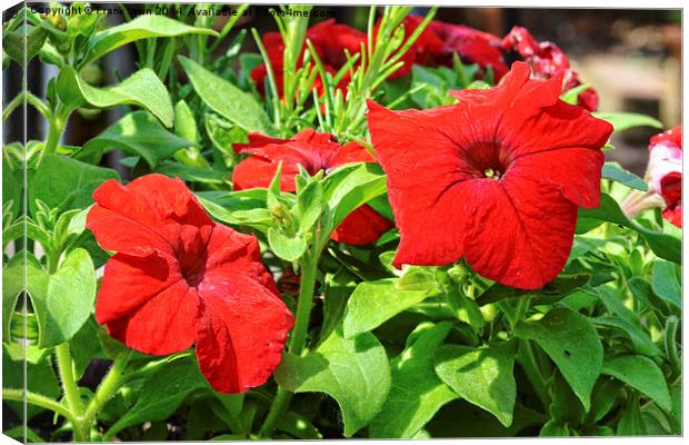  Beautiful Red Petunia Canvas Print by Frank Irwin