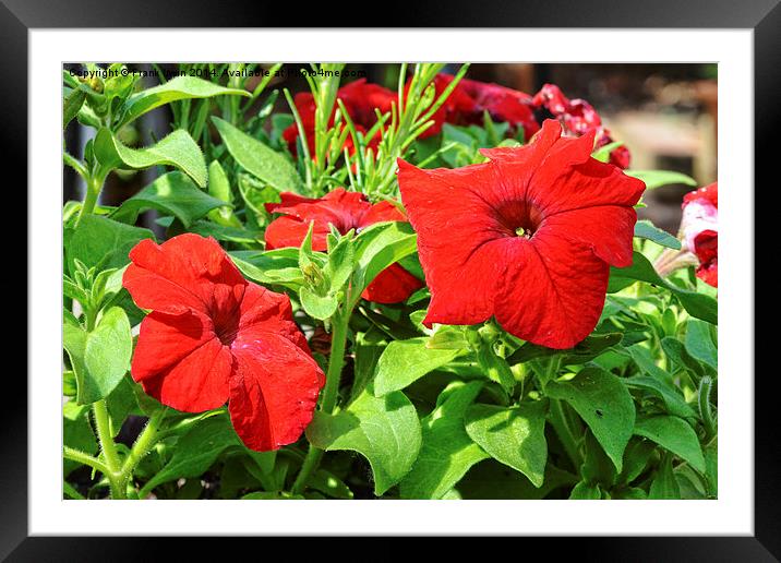  Beautiful Red Petunia Framed Mounted Print by Frank Irwin