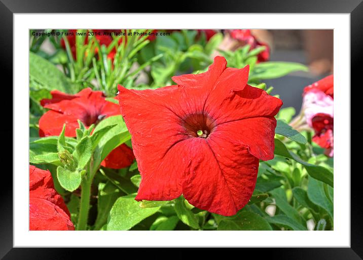  Beautiful red Petunia Framed Mounted Print by Frank Irwin
