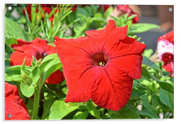  Beautiful red Petunia Acrylic by Frank Irwin