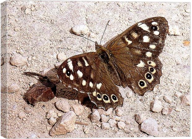 Speckled Wood Butterfly  Canvas Print by Jacqui Kilcoyne