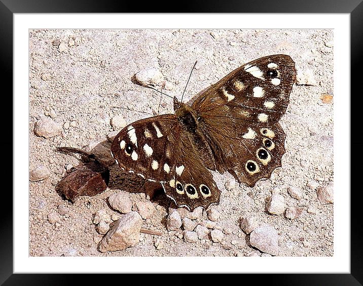 Speckled Wood Butterfly  Framed Mounted Print by Jacqui Kilcoyne