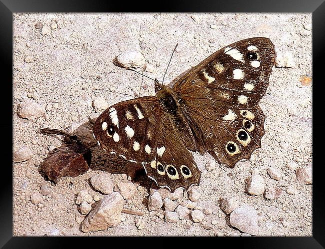 Speckled Wood Butterfly  Framed Print by Jacqui Kilcoyne