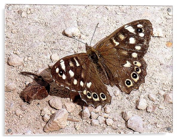 Speckled Wood Butterfly  Acrylic by Jacqui Kilcoyne