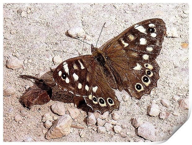 Speckled Wood Butterfly  Print by Jacqui Kilcoyne