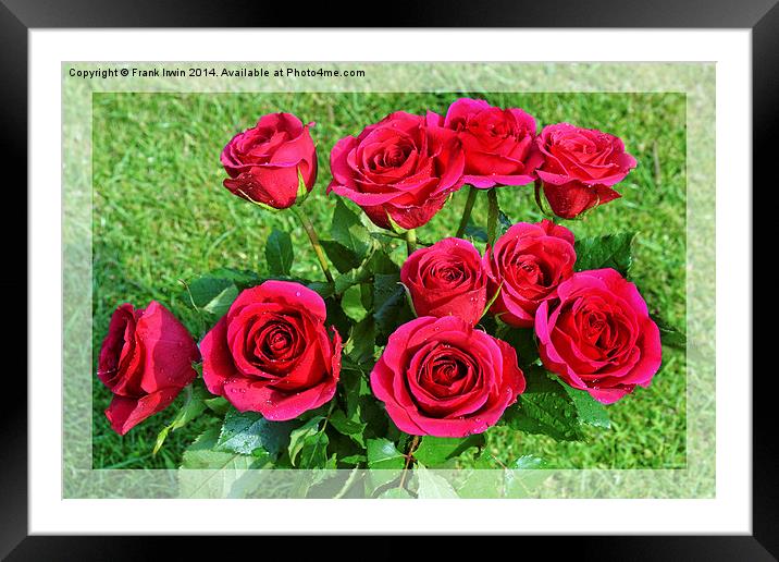  Beautiful red hybrid tea roses Framed Mounted Print by Frank Irwin