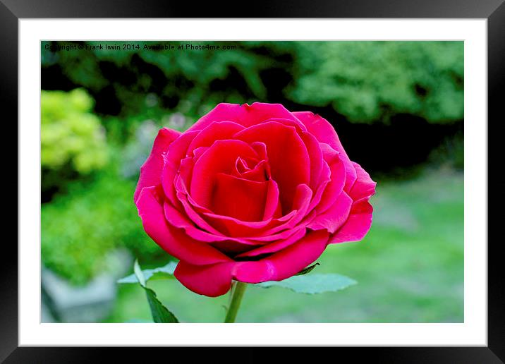 Beautiful red hybrid tea rose Framed Mounted Print by Frank Irwin