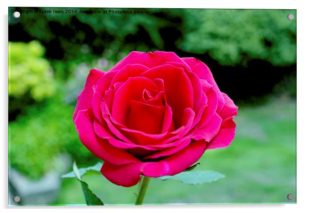 Beautiful red hybrid tea rose Acrylic by Frank Irwin