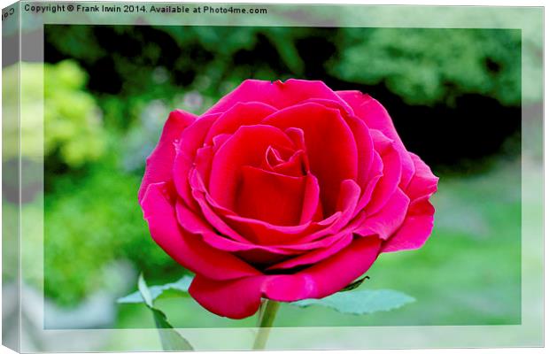 Beautiful red hybrid tea rose Canvas Print by Frank Irwin