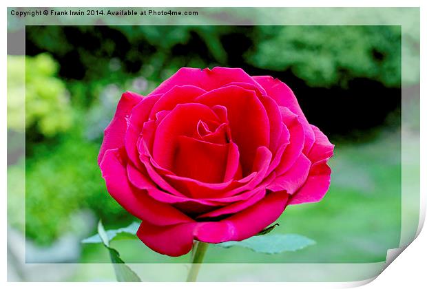 Beautiful red hybrid tea rose Print by Frank Irwin