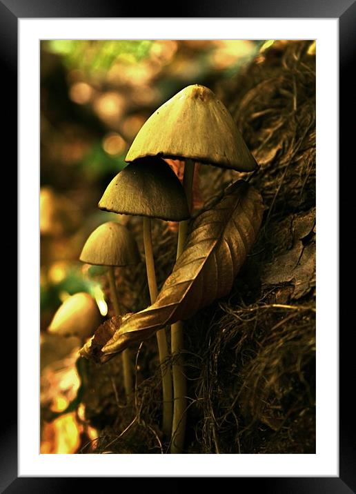 autumn mushrooms Framed Mounted Print by miruna uzdris