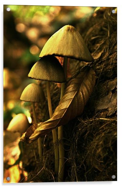 autumn mushrooms Acrylic by miruna uzdris