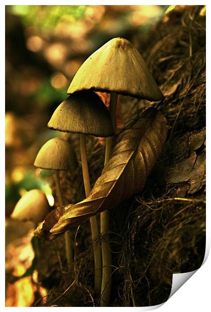 autumn mushrooms Print by miruna uzdris