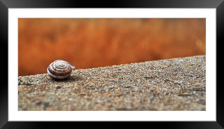  Snail Shell Framed Mounted Print by Matt Hill