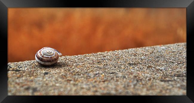  Snail Shell Framed Print by Matt Hill