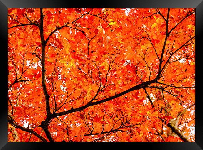 Glorious Autumn Leaves Framed Print by Peta Thames