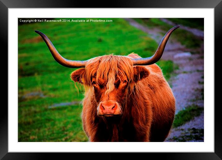  Highland cow Framed Mounted Print by Neil Ravenscroft