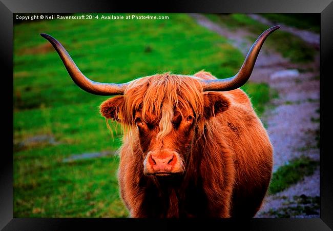  Highland cow Framed Print by Neil Ravenscroft