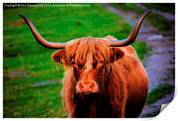  Highland cow Print by Neil Ravenscroft