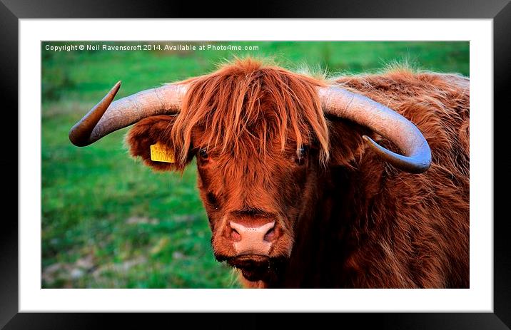 highland cow baslow Framed Mounted Print by Neil Ravenscroft