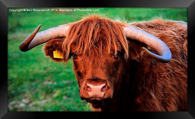 highland cow baslow Framed Print by Neil Ravenscroft