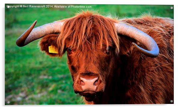highland cow baslow Acrylic by Neil Ravenscroft