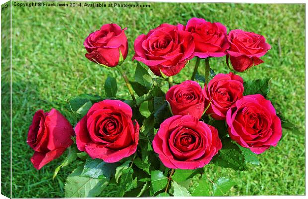 Beautiful red hybrid tea roses Canvas Print by Frank Irwin