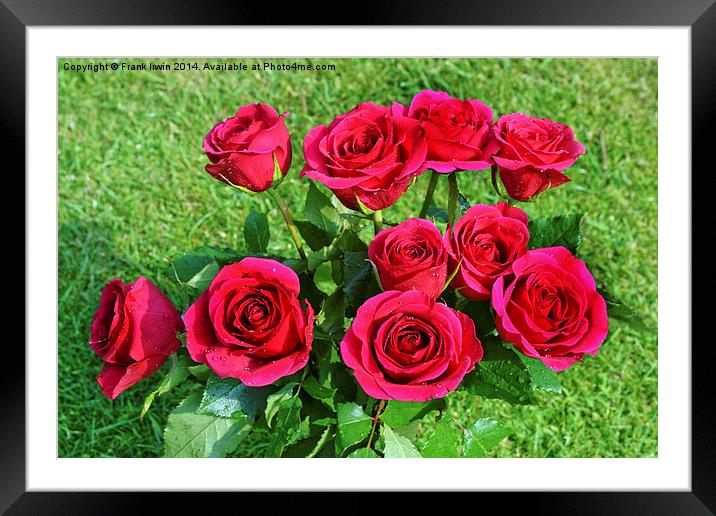Beautiful red hybrid tea roses Framed Mounted Print by Frank Irwin
