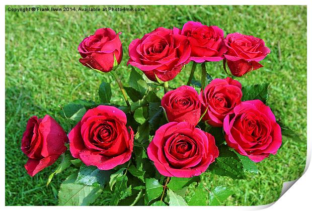 Beautiful red hybrid tea roses Print by Frank Irwin