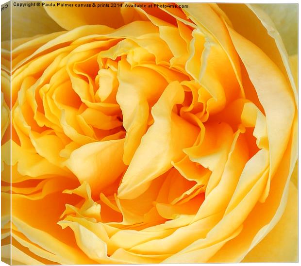  Yellow rose of ----- Canvas Print by Paula Palmer canvas