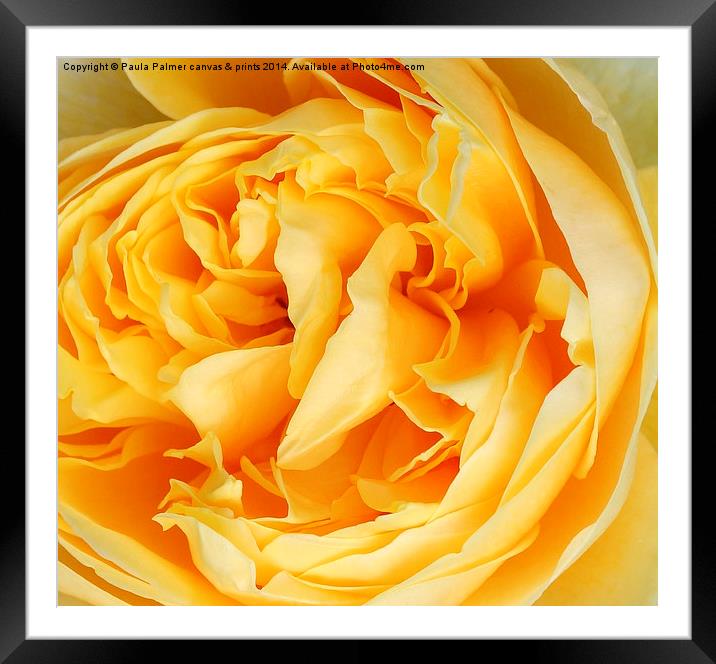  Yellow rose of ----- Framed Mounted Print by Paula Palmer canvas