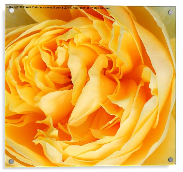  Yellow rose of ----- Acrylic by Paula Palmer canvas