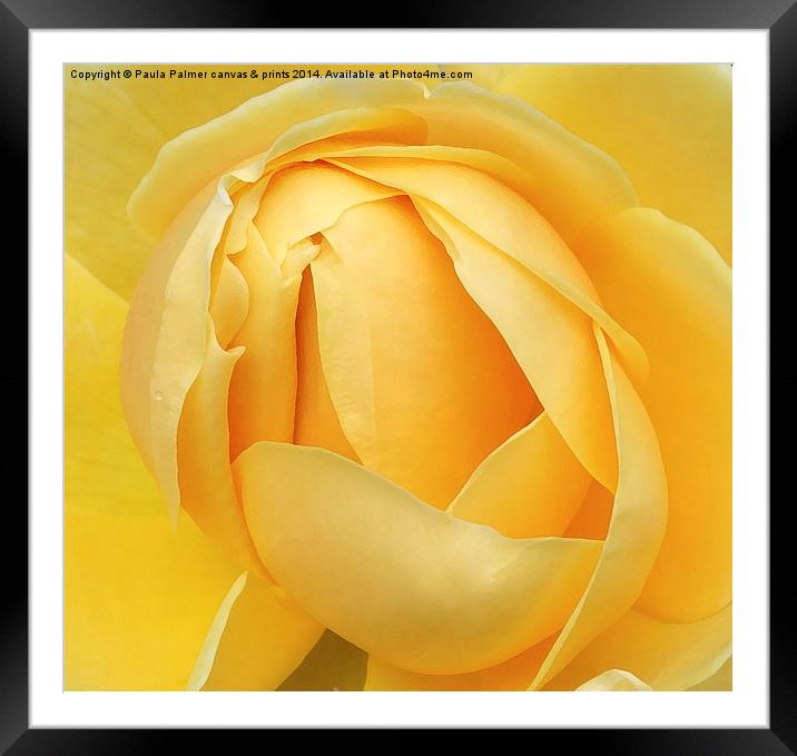  Small,single raindrop on a rose Framed Mounted Print by Paula Palmer canvas