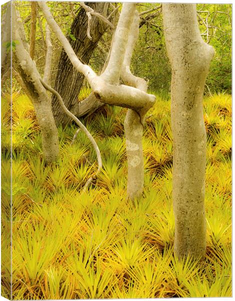 Bromeliad plants Canvas Print by Gail Johnson