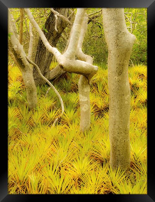 Bromeliad plants Framed Print by Gail Johnson