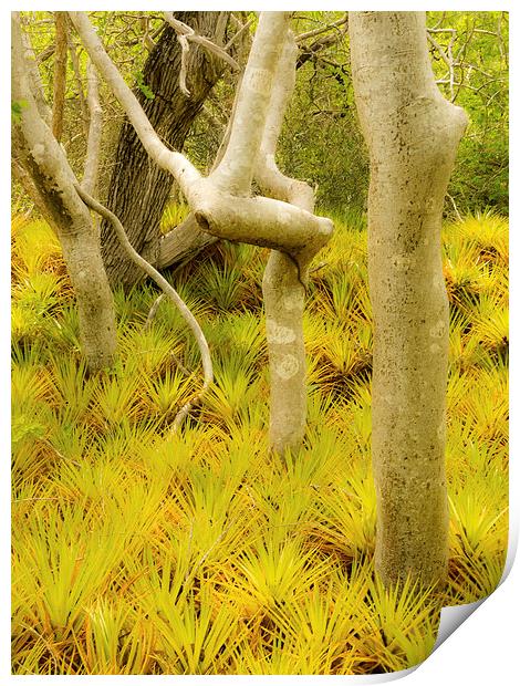 Bromeliad plants Print by Gail Johnson