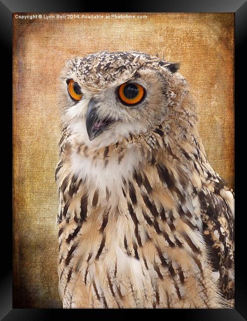  Eagle Owl Framed Print by Lynn Bolt