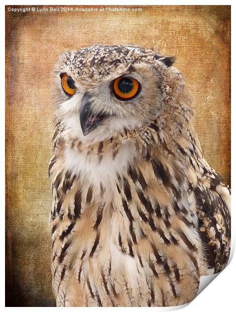  Eagle Owl Print by Lynn Bolt