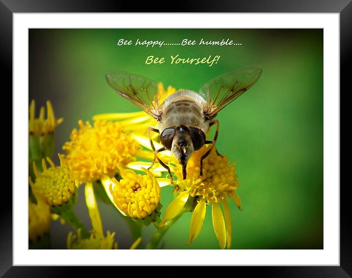 Honey bee Framed Mounted Print by michelle whitebrook