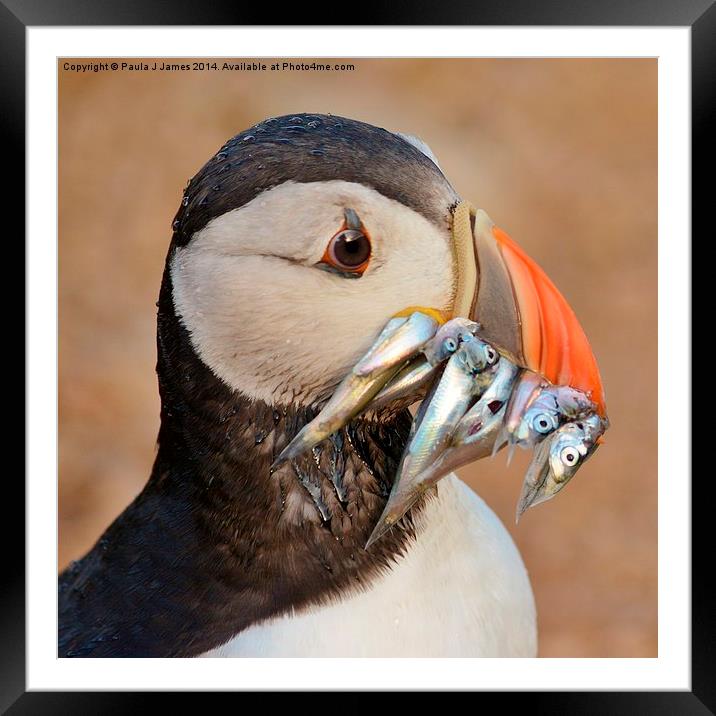  Atlantic Puffin Framed Mounted Print by Paula J James