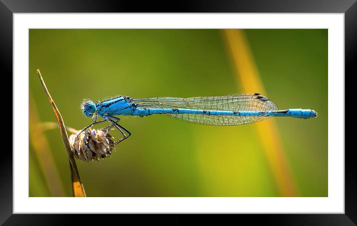  Common blue Damselfly Framed Mounted Print by Arthur S