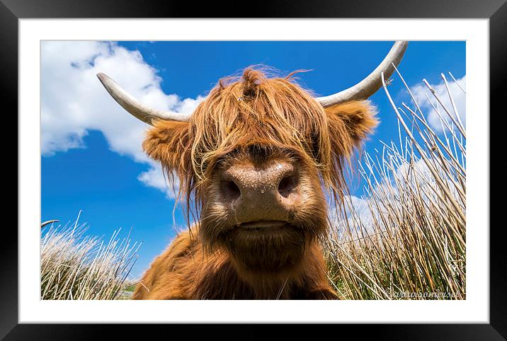  I smell you ! Framed Mounted Print by Arthur S